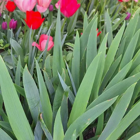 Stanovanje V Mirni Zeleni Okolici Apartma