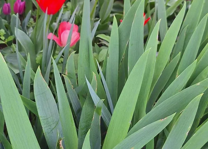 Stanovanje V Mirni Zeleni Okolici Apartma